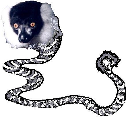 Le Ver-singe