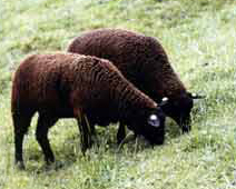 A Panurges, les moutons noirs paissent tranquillement dans les alpages du haut Valais.