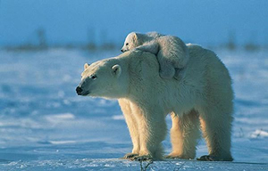 ours-polaire2.jpg